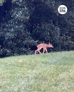 55K views · 394 reactions | Newborn fawns learn how to walk | Lessons Learned In Life | Facebook