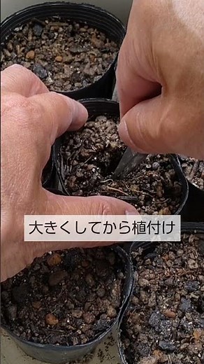 5/19枝豆の種まき 混合栽培では直まきは難しいのでポットに種まき
