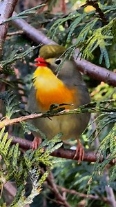 81K views · 7K reactions | Pekin robin singing 朗朗 #aviary #bird #birds | Tropical Aviary Birds - Torben Dehlholm | Facebook