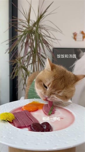 Big food bucket is here #cute cat #mysterious cat #pet eating broadcast