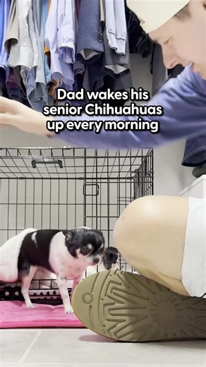 Warm and Fuzzy Dog Morning Routine