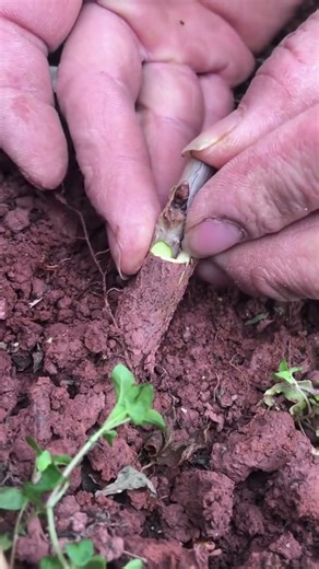 Best method and unique ideas for the grafting of fruit trees #grafting #plants #garden #tree​