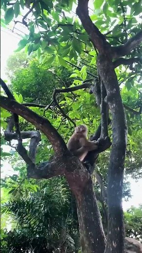 Monkey hill phuket #phuketmonkeyhill #phuketmonkey #phuketmonkey🐒 #phukettrip2023