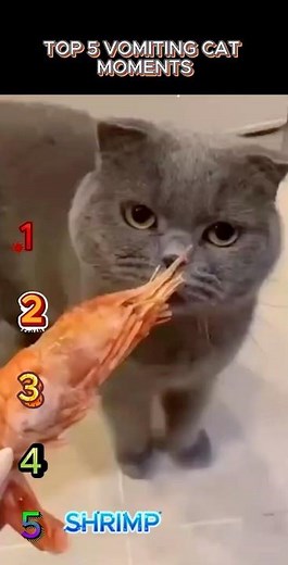 Top 5 vomiting cat moments!!!😹😹