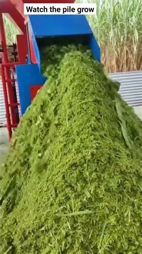 Perfect Machine Processing Green Stalks 😌 | Satisfying Agriculture Video