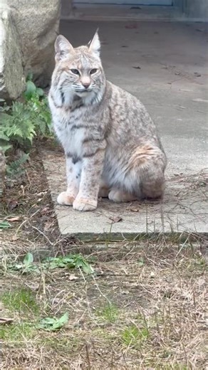 #shorts Sora the Bobcat, Oji Zoo, December 27, 2025