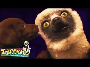 Helping the Lost Puppy Get Home! | Zoboomafoo - WildBrain | Learn about Animals!