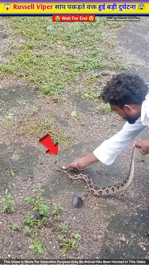 Russell Viper सांप काटने से हुई बड़ी दुर्घटना 😱😰