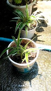 Trimming spider plant while showering #spiderplant #plantsmakepeoplehappy #luckyplant | Cristina Mirabueno