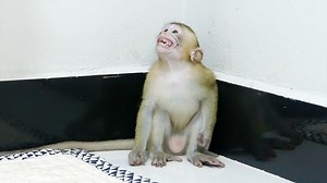 Jerry big smile lip-smacking very fast ask to forgive seeing mom's angry him when wearing diaper | Monkey Daily