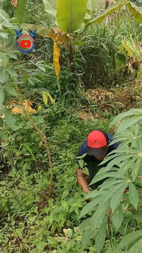 wow this guy is catching offspring sugar glider #nature #shortvideo #amazing