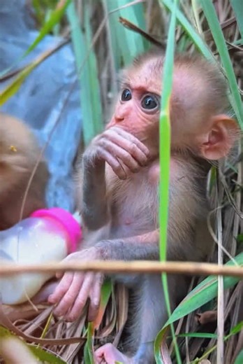 Adorable Baby Monkey Videos You Can't Miss