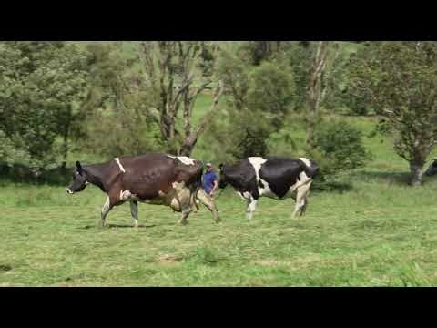 The BIO Colostrum from South Gippsland Dairy