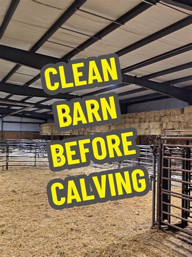 The barn looks so nice and clean before all the cows calve in it. Cows are messy and dirty animals. #cow #barn #cattle #cows