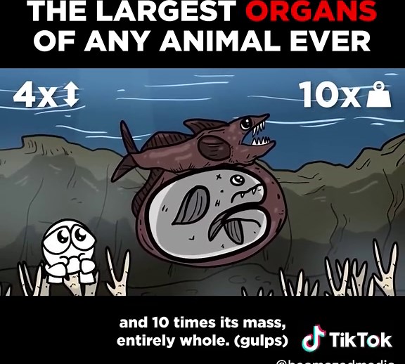 Exploring the Secrets of Whale Stomachs