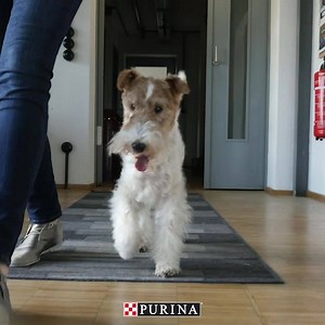 Let's celebrate the unconditional love our pets give us, no matter the circumstances & thank them for making our days better. | Purina Canada