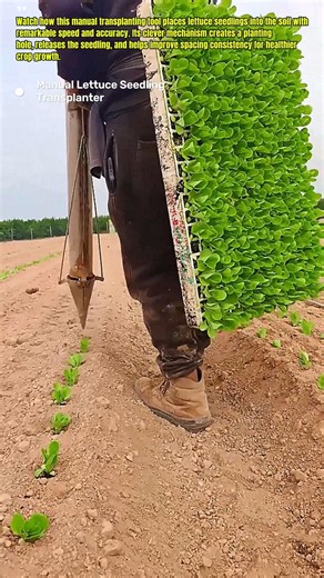 Farmer Plants Lettuce in Seconds with This Simple Transplanting Tool #Farming #Agriculture #Harvest