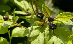 Picking huckleberries in Gifford Pinchot? There are rules