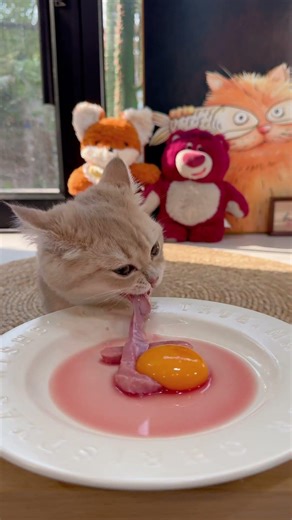 Cute cat sharing with cute people #This little fluffy child is so cute it's unbelievable