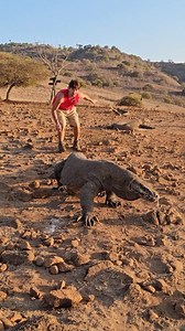 Komodos can Run Fast! #komodo #KomodoDragon #reptiles | Wild Charles