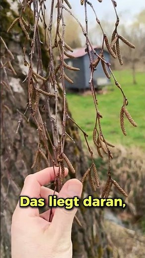Das Geheimnis der Birke: Betulin in der Rinde #natur