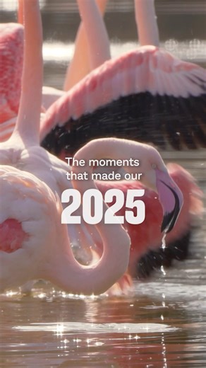 What a journey 2025 has been! ❤️ From the first moments of new life, to welcoming incredible new species. From opening the biggest-ever UK zoo habitat and a brand-new hotel, to achieving conservation wins that will echo far beyond our gates 🌍 None of this happened alone. You walked it with us. You showed up, cheered the milestones, shared the moments... and helped make this year truly unforgettable. Thank you for being part of our story. 🙏 And now, we’re so close to making some Chester Zoo his
