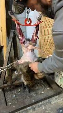 homemade skinning machine! makes skinning easy #trapping #racoon #skinning