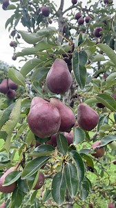 4.1K views · 25 reactions | How to Grow Pears https://www.growveg.com/guides/how-to-grow-pears/ | GrowVeg | Facebook