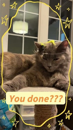 #fun# you done# whatever# play# cat# angry #