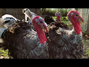 Free Range Turkeys Enjoying Life