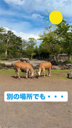 青空の下でエランドが角合わせ中💪#富士サファリパーク #fujisafaripark #animals #動物 #癒し