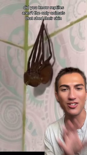Spider Shedding Skin: Fascinating Time-Lapse Process Revealed