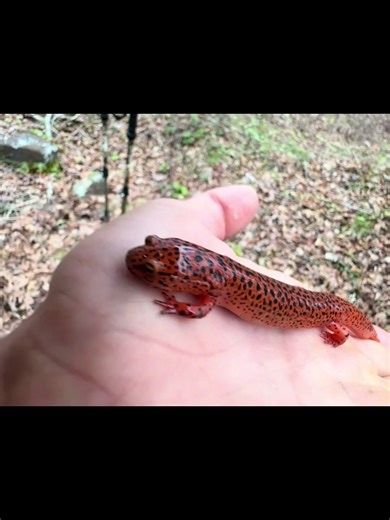 Northern Red Salamander (Pseudotriton ruber ruber) Meet the Red Salamander, also known as the “spring lizard.” This bright orange red amphibian with bold black spots lives around cool spring fed streams and forest pools from the Appalachians down into Mississippi. It can grow up to 18 cm long and is often confused with the Mud Salamander, but stands out with its golden eyes and heavier spotting. Most of the time it stays hidden under logs, rocks, or leaf litter and can even burrow underground ne