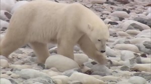 79K views · 1.2K reactions | MELTING AWAY: A new report by the U.S. Fish and Wildlife Service contains some shocking news that could mean big trouble for polar bears | NBC Nightly News with Tom Llamas | Facebook
