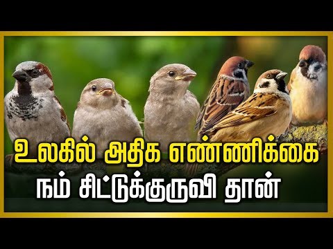உலகில் அதிக எண்ணிக்கை நம் சிட்டுக்குருவி தான் | chitukuruvi | sparrow poem in tamil