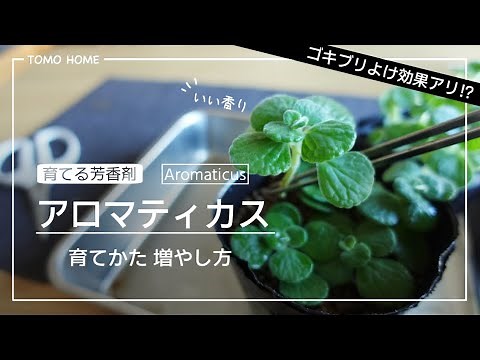 【育てる芳香剤】ゴキブリよけに効果あり！？アロマティカスの育て方と増やし方【挿し木】