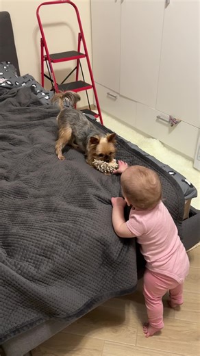 Yorkshire Terrier Plays with Fluffy White Toy