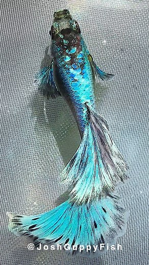 Josh Guppy Fish | This is a beautiful “Tiffany Blue” guppy, with a bright platinum body and tail fin accented by some black spots. Watching it grow has been... | Instagram