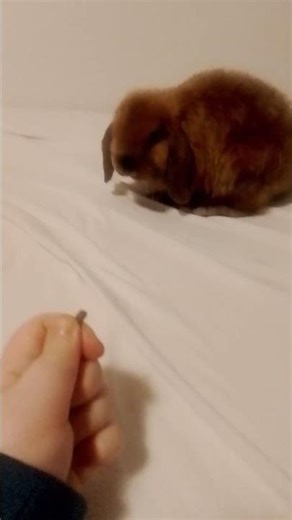 Learn the Toast tricks