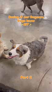 1.4K views · 734 reactions | Round 2 of seeing if Daycare Dogs know ‘Sit’ | ✨ • • • #petswonderland #dogsofinstagram #doggydaycare #dogdaycare #cutedogs #dogs #daycaredogs #trendingdogs #puppiesofinstagram #puppies #puppylove #doglove #dogtricks #daycare #funnydogs | Pets Wonderland | Facebook