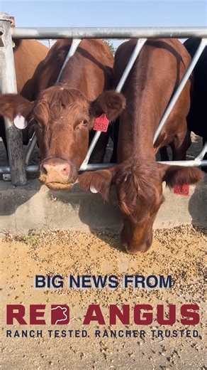 The Red Angus Association of America has officially rebranded its Feeder Calf Certification Program as Angus Access. More than just a fresh look, Angus Access reflects a bold evolution of the beef industry’s first genetic, age and source verification program – built to USDA-approved standards and trusted by Red Angus producers for more than 30 years. | Northern Ag Network | Facebook