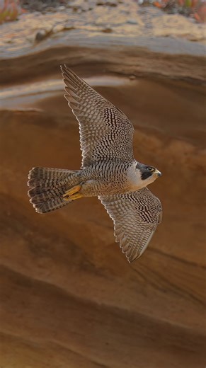 12K views · 724 reactions | This Female Peregrine Falcon and her male partner raised four strong fledgelings this season. . . . #peregrinefalcon #falcon #falcons #birdsofprey | Ta2020photography | Facebook