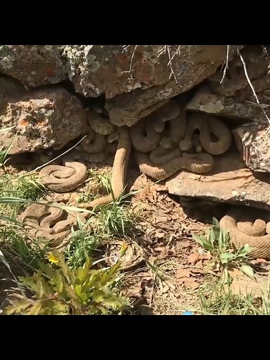 Understanding Rattlesnake Warning Sounds