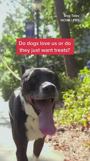 It's time to learn the truth once and for all. Researchers use brain imaging to figure out whether dogs love us—or if they just want treats. #dogsoftiktok #petowner #animalscience