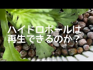 【水耕栽培】ハイドロボールは再生できるのか？／苔やカビを洗浄します。