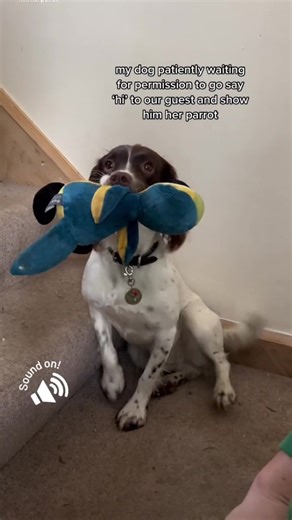 Mia the Springer Spaniel's Happy Tail Story
