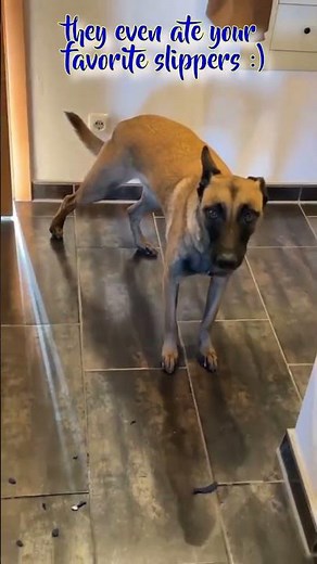 I'm a Malinois fan 🐕‍🦺1️⃣5️⃣ video compilation Guilty Dog