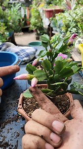 589K views · 14K reactions | Colocale Carbon Vegetal a tus Cactus de Navidad y Mira que Hermosos se Pondran | Fandreaito Plantas | Facebook