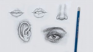 Fundamentals of Drawing: Facial Anatomy Essentials | Amelie Braun | Skillshare