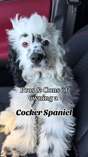 The Ultimate Guide to Cocker Spaniels: Pros & Cons Revealed